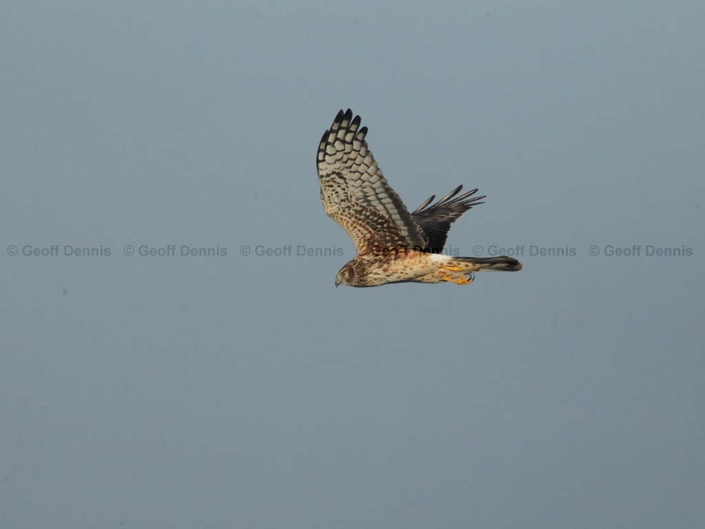 NOHA-AK_Northern-Harrier