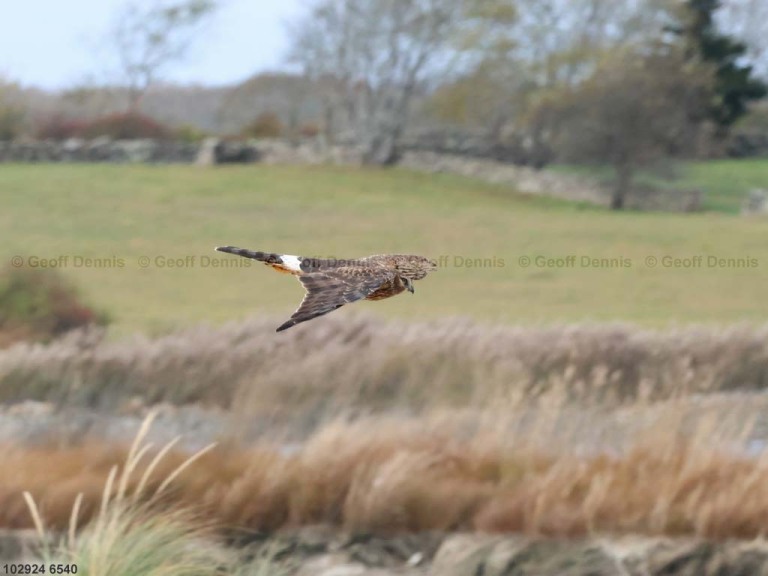 NOHA-AL_Northern-Harrier