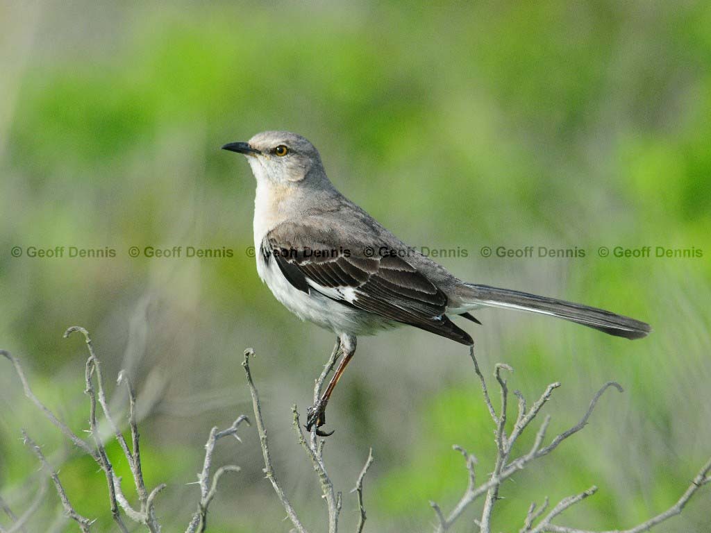NOMO-AA_Northern-Mockingbird