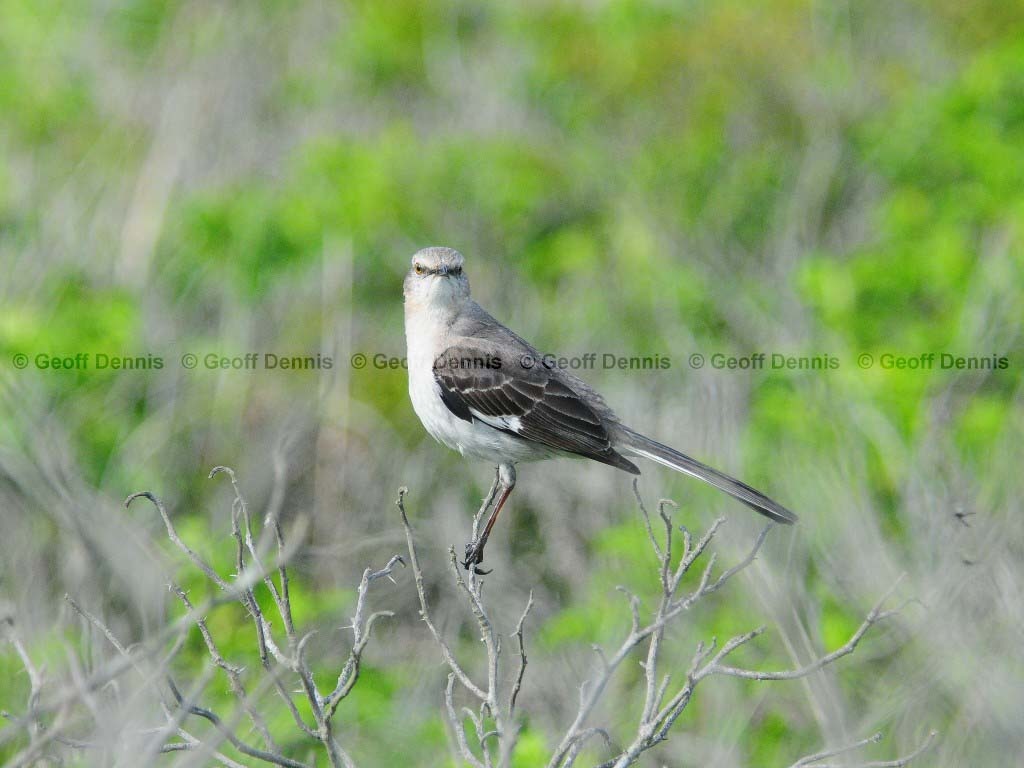NOMO-AB_Northern-Mockingbird