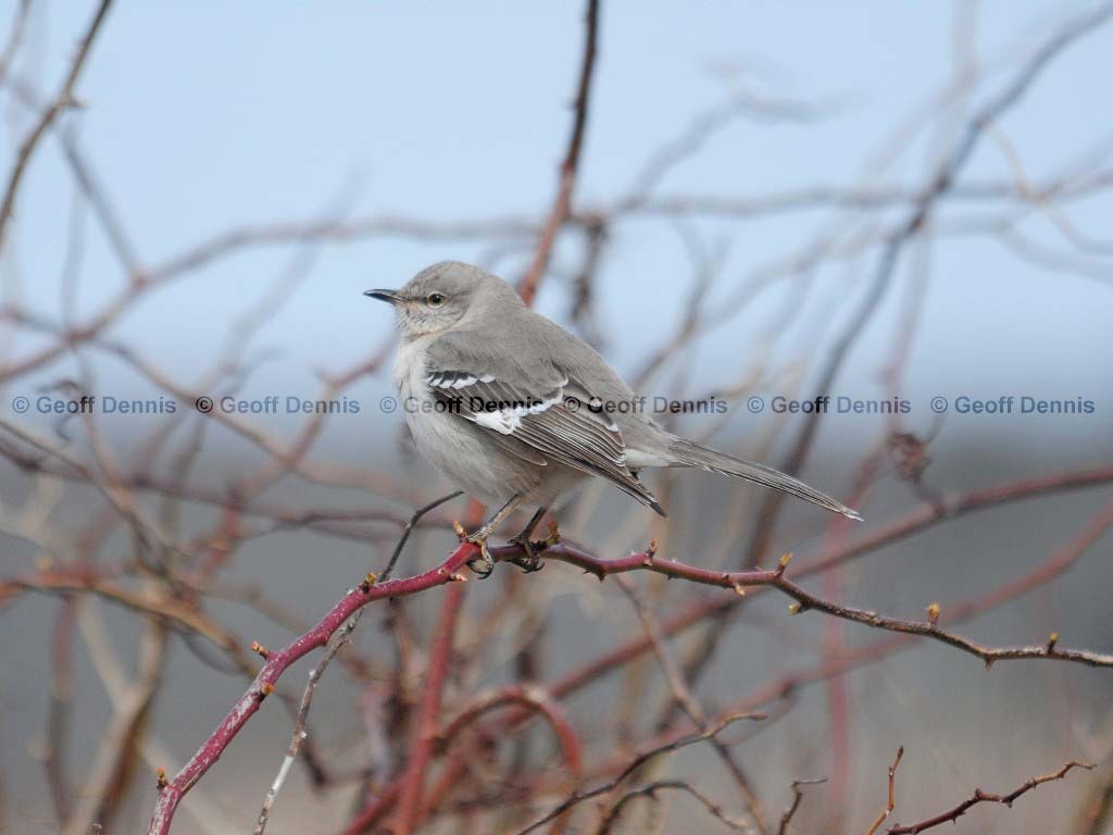 NOMO-AC_Northern-Mockingbird