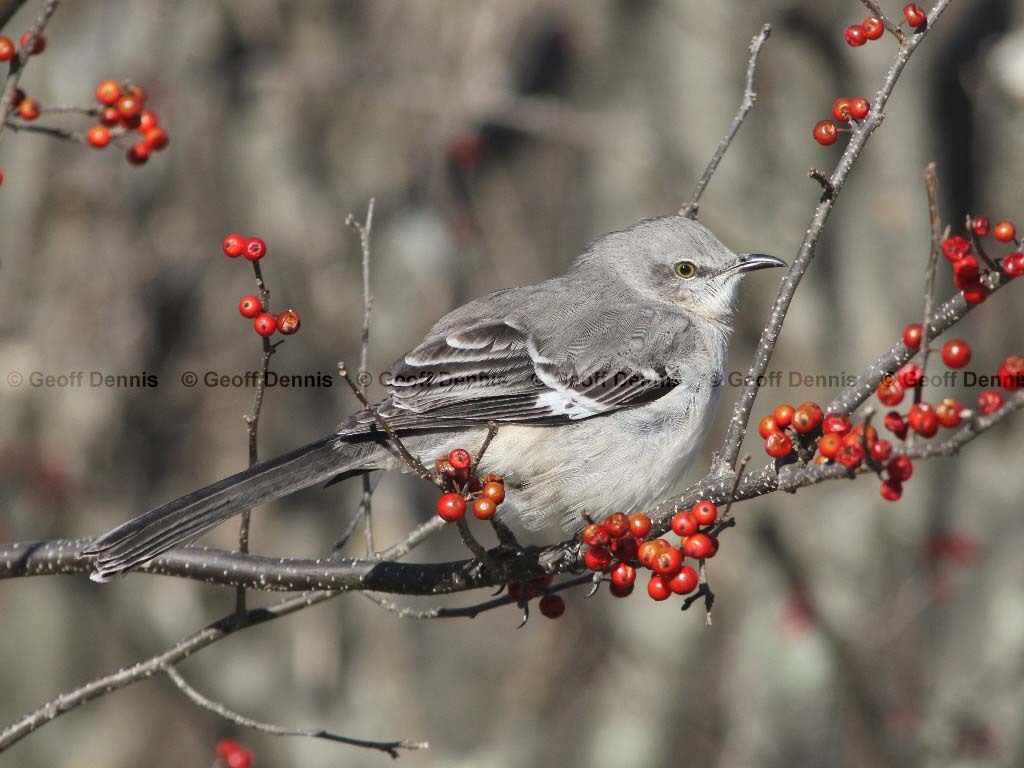 NOMO-AD_Northern-Mockingbird