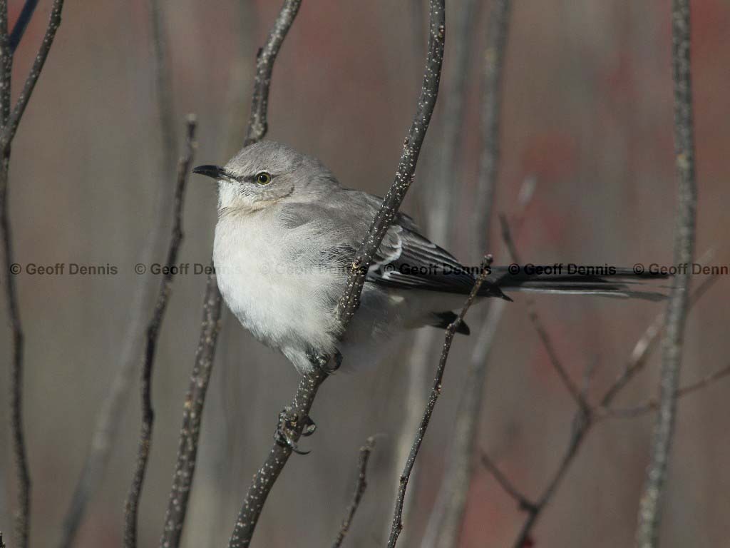 NOMO-AE_Northern-Mockingbird