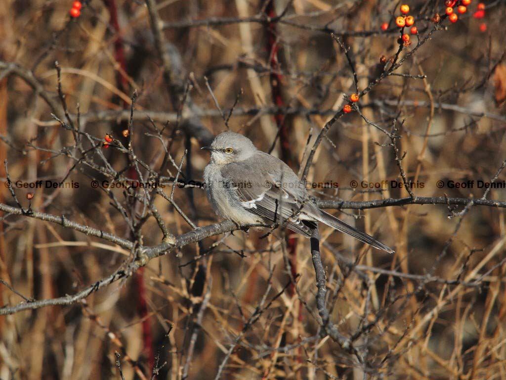 NOMO-AF_Northern-Mockingbird