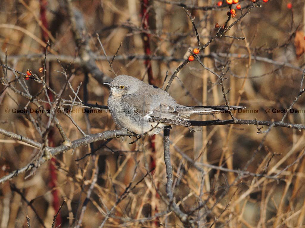 NOMO-AG_Northern-Mockingbird