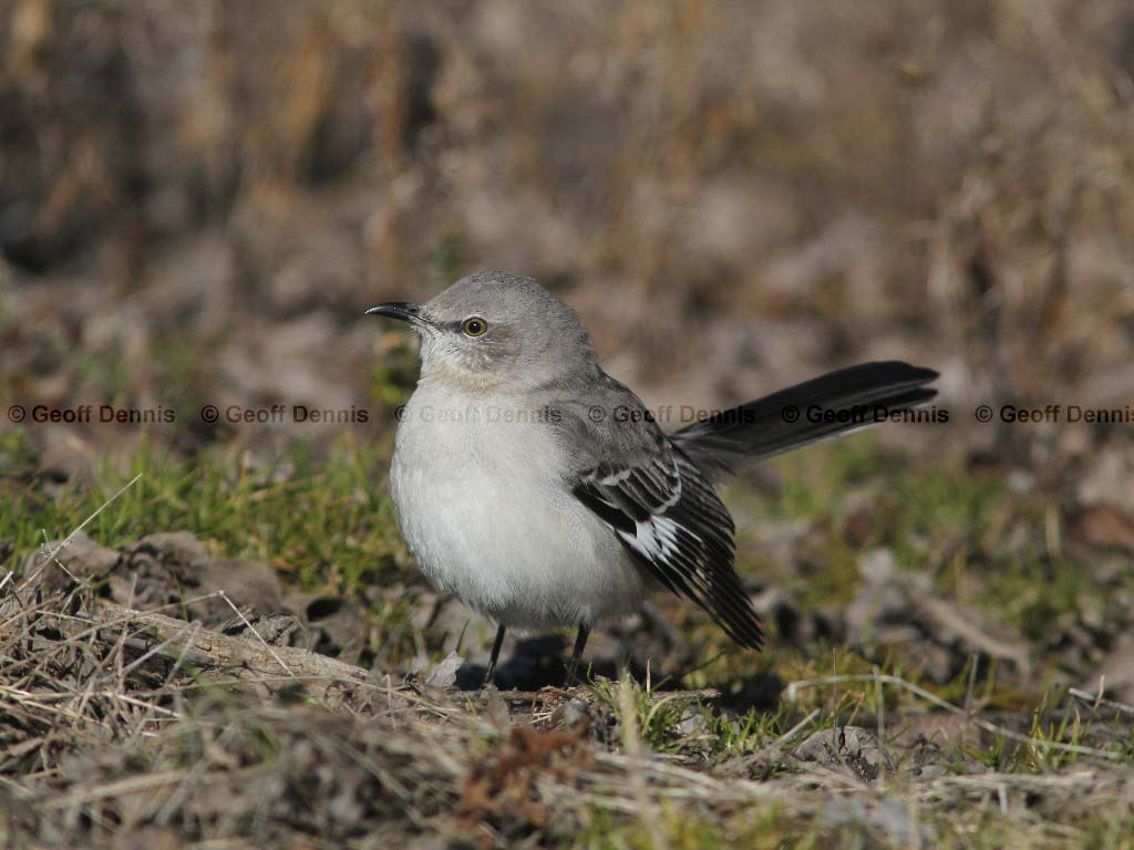 NOMO-AH_Northern-Mockingbird