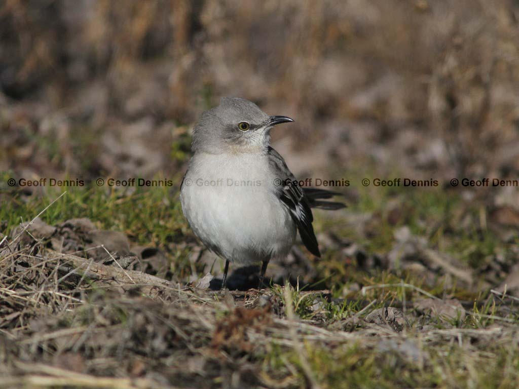 NOMO-AI_Northern-Mockingbird