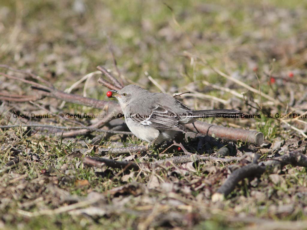 NOMO-AJ_Northern-Mockingbird