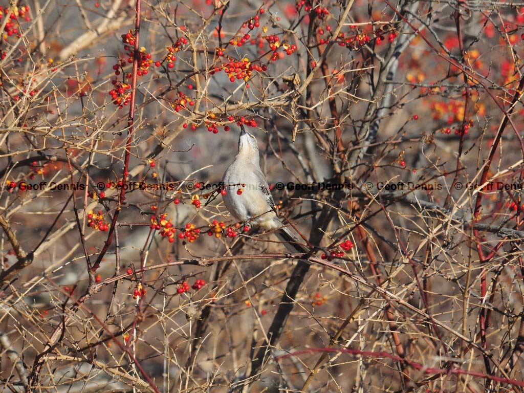 NOMO-AK_Northern-Mockingbird