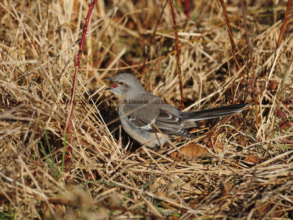 NOMO-AL_Northern-Mockingbird