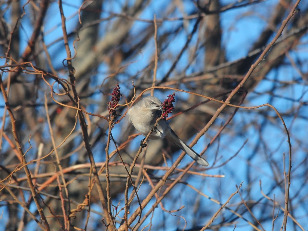 NOMO-AM_Northern-Mockingbird