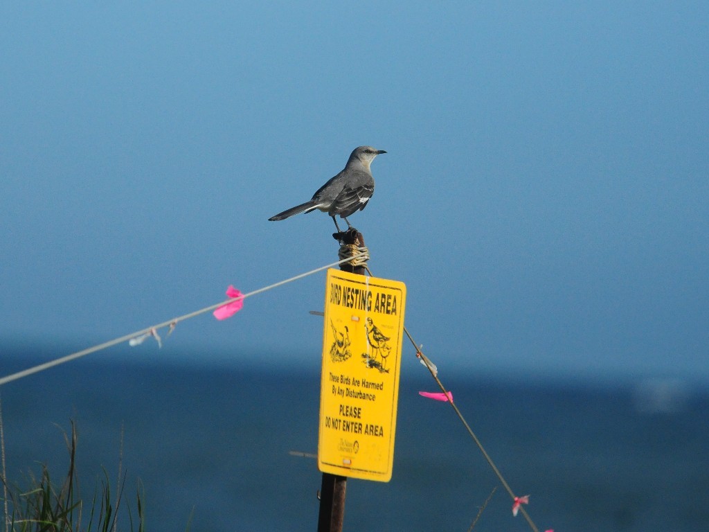 NOMO-AN_Northern-Mockingbird