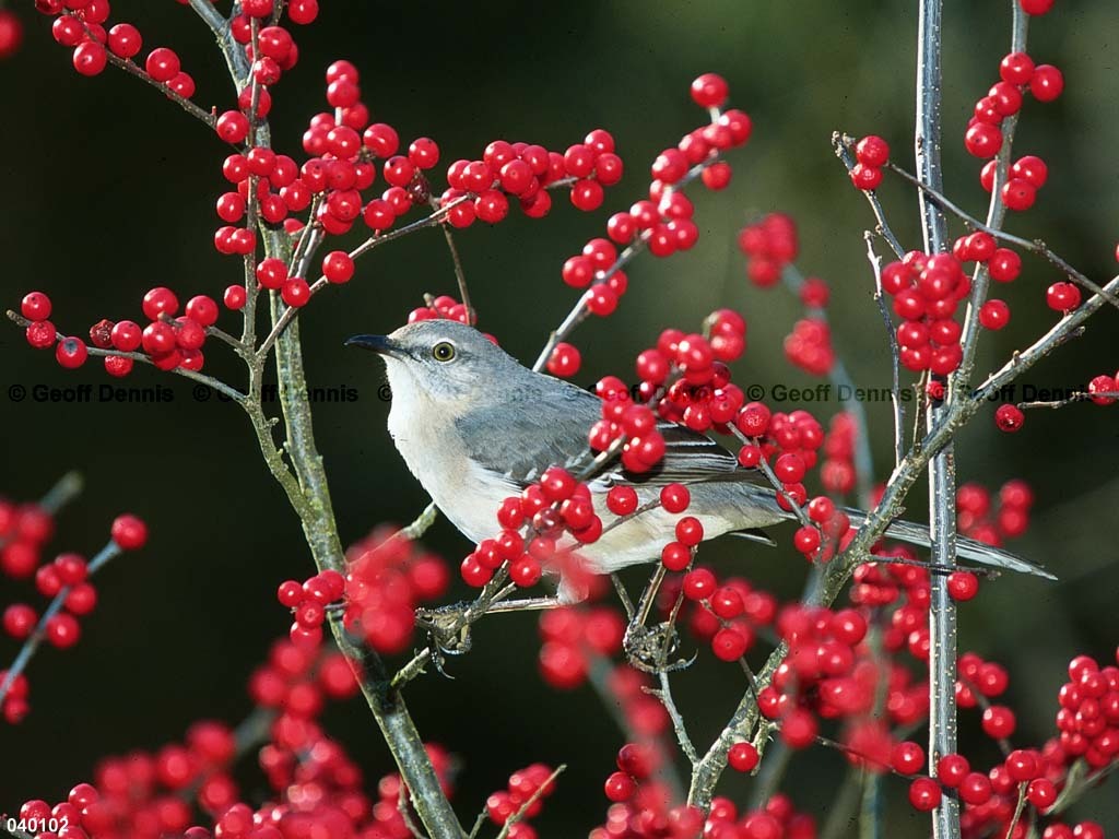 NOMO-AO_Northern-Mockingbird