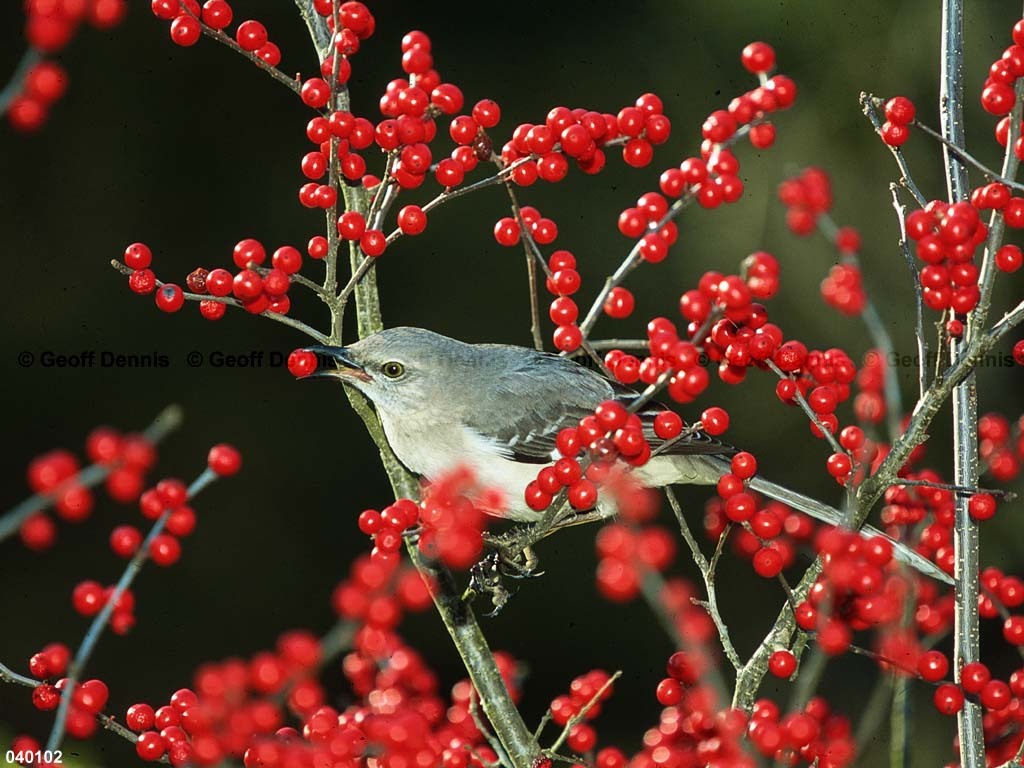 NOMO-AP_Northern-Mockingbird