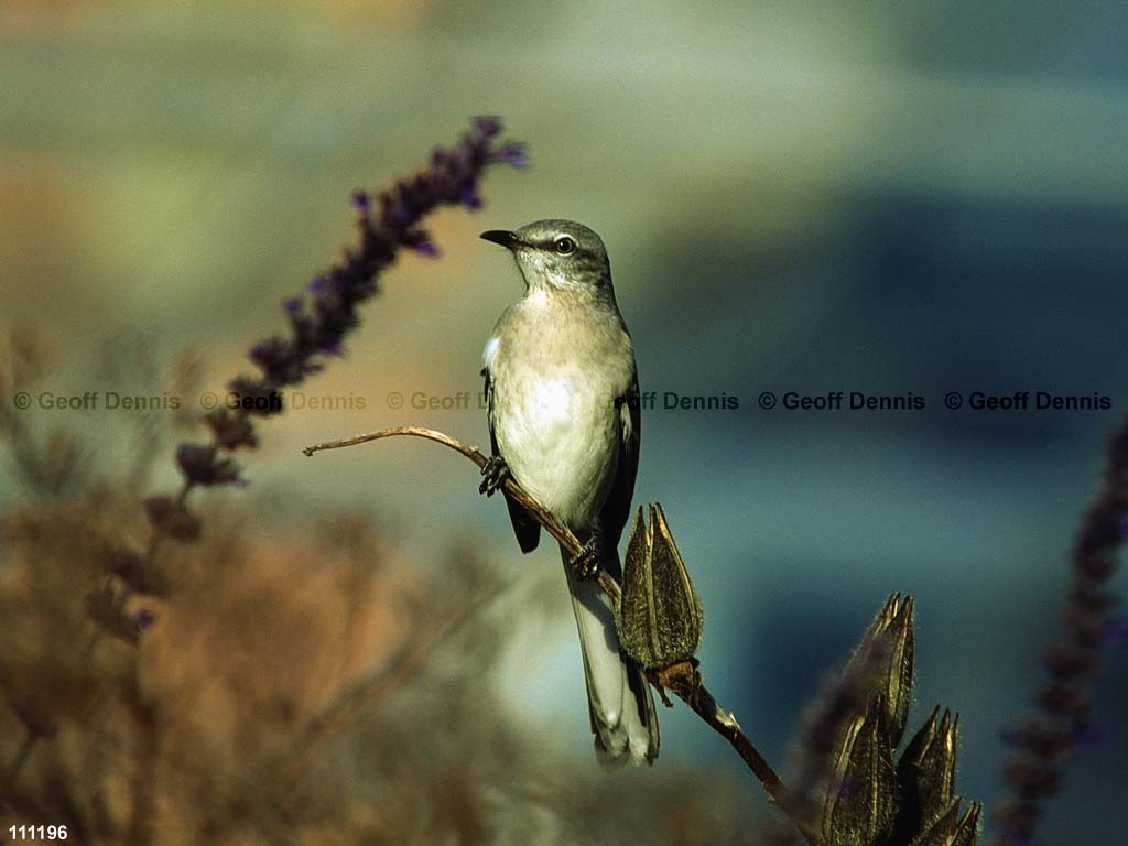 NOMO-AQ_Northern-Mockingbird