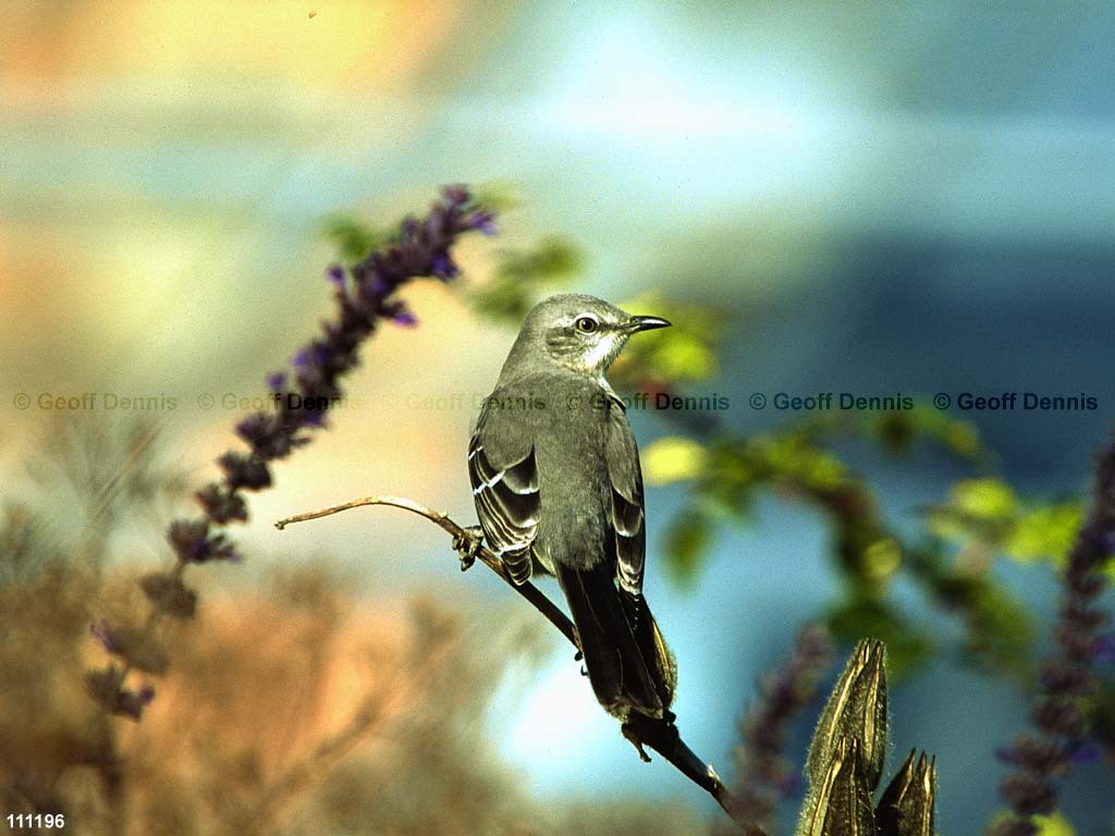NOMO-AR_Northern-Mockingbird