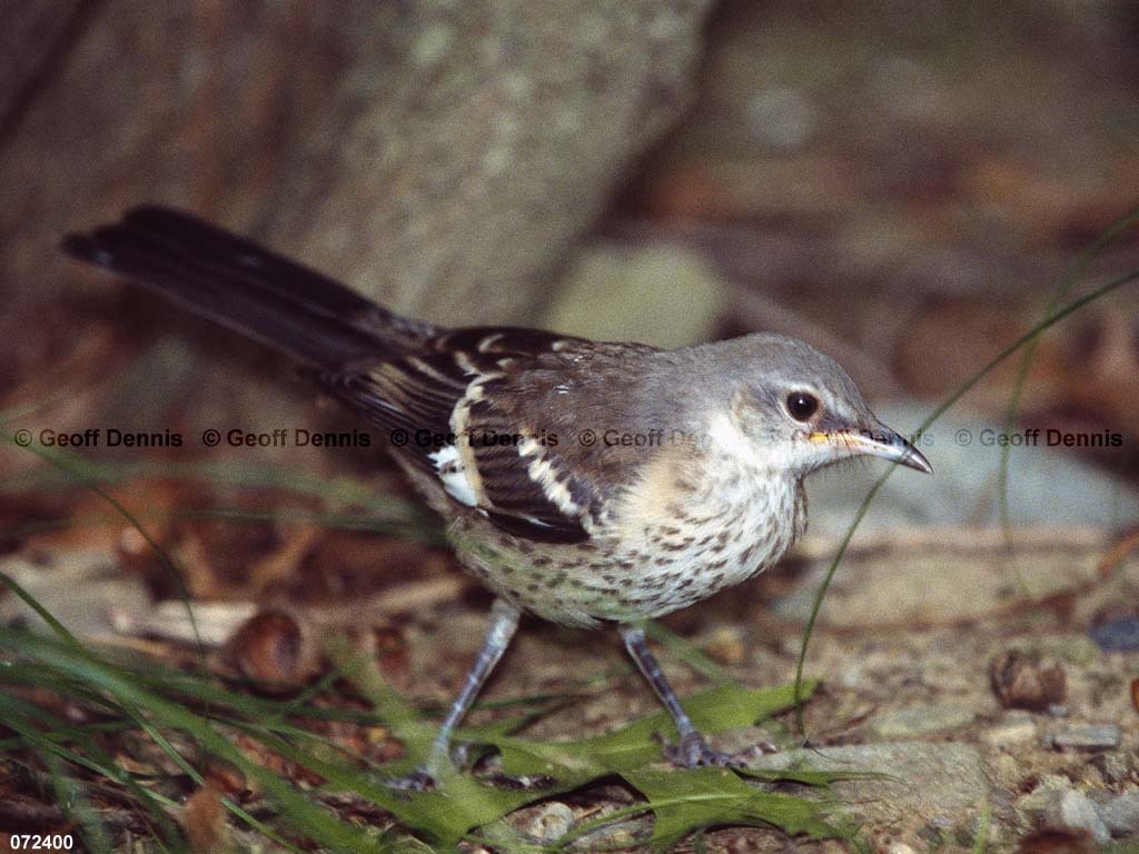 NOMO-AS_Northern-Mockingbird