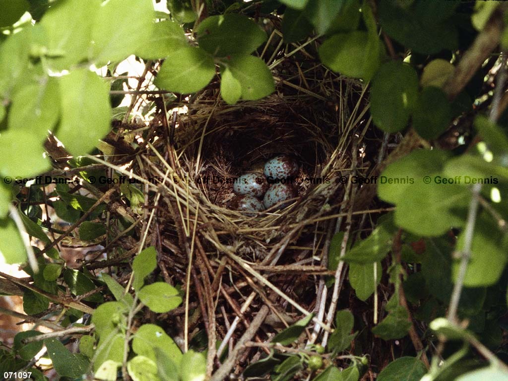 NOMO-AT_Northern-Mockingbird