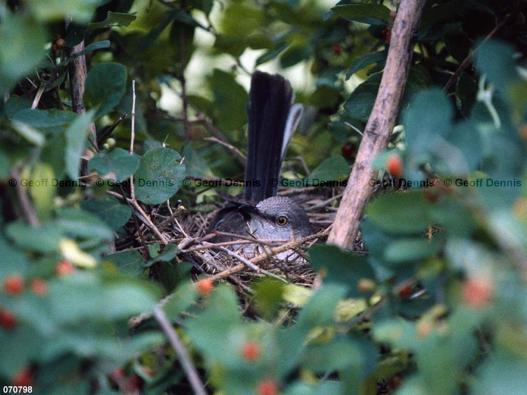 NOMO-AU_Northern-Mockingbird