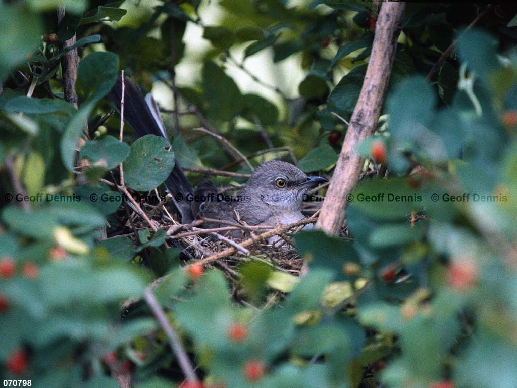 NOMO-AV_Northern-Mockingbird