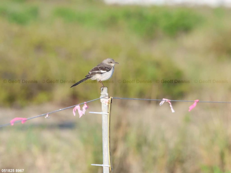 NOMO-AZ_Northern-Mockingbird