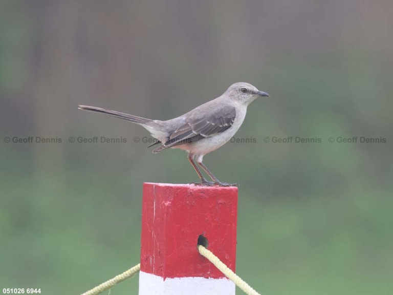 NOMO-BA_Northern-Mockingbird