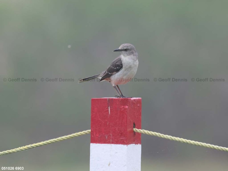 NOMO-BB_Northern-Mockingbird