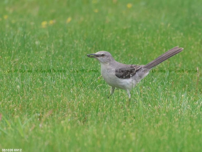 NOMO-BC_Northern-Mockingbird