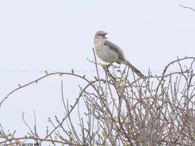 NOMO-BD_Northern-Mockingbird