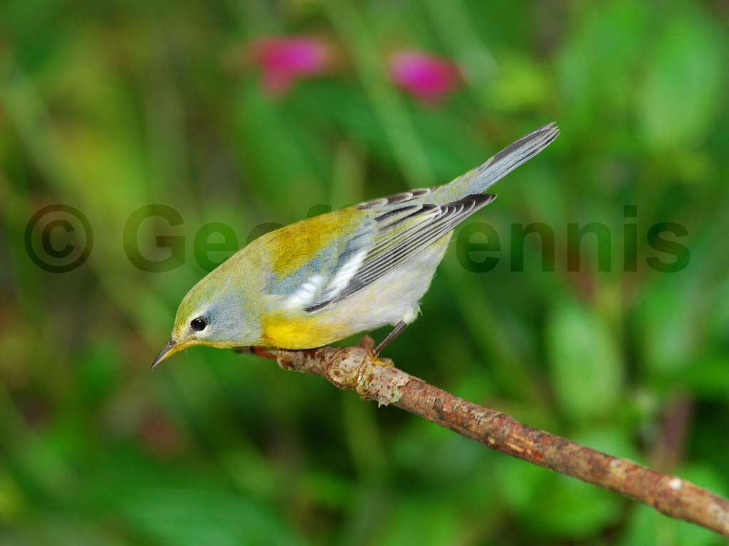 NOPA-AA_Northern-Parula