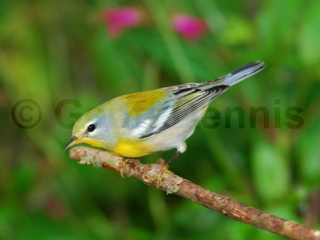 NOPA-AB_Northern-Parula