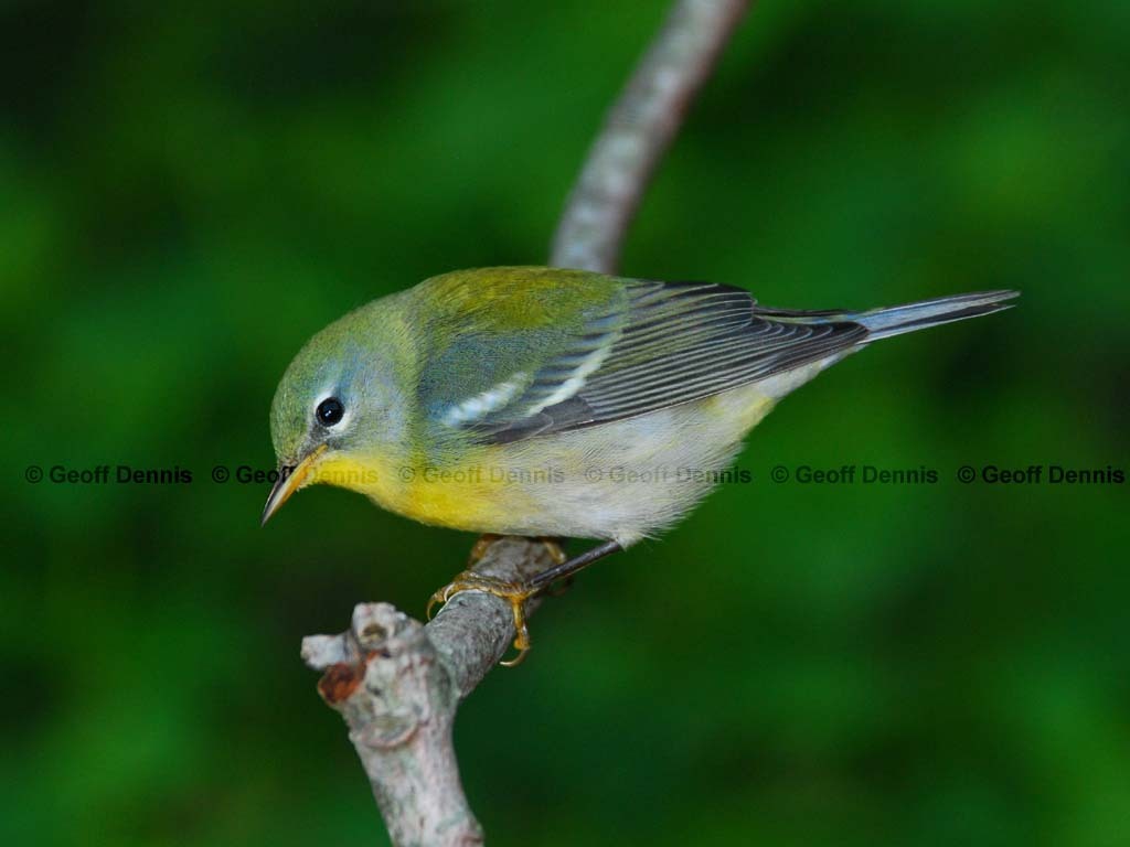 NOPA-AC_Northern-Parula