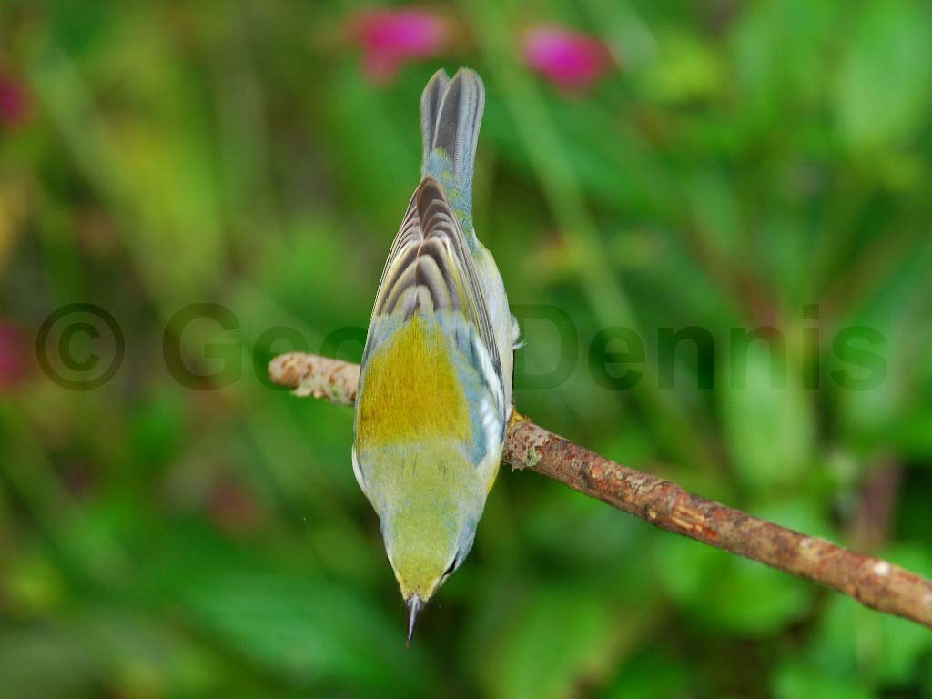 NOPA-AD_Northern-Parula
