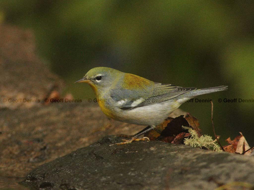 NOPA-AE_Northern-Parula