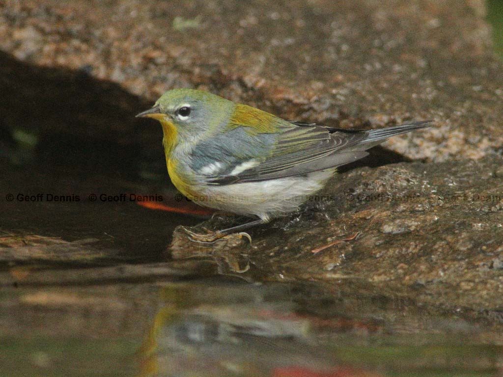 NOPA-AF_Northern-Parula