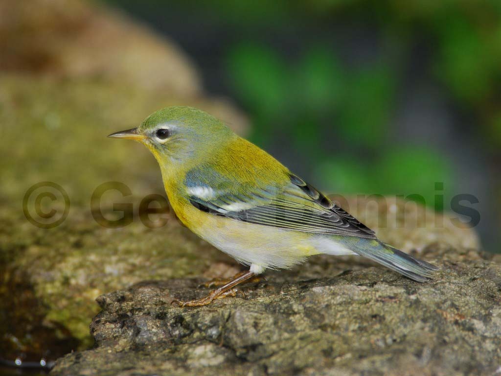 NOPA-AG_Northern-Parula