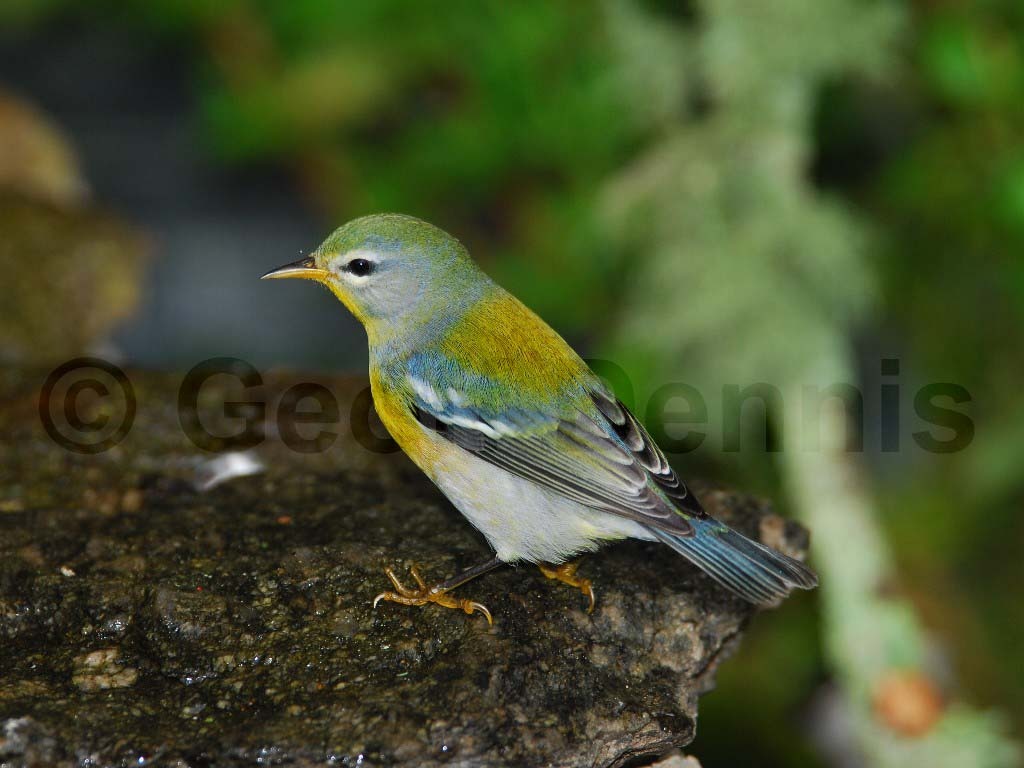 NOPA-AH_Northern-Parula