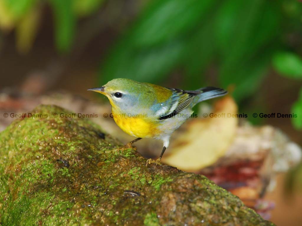 NOPA-AI_Northern-Parula