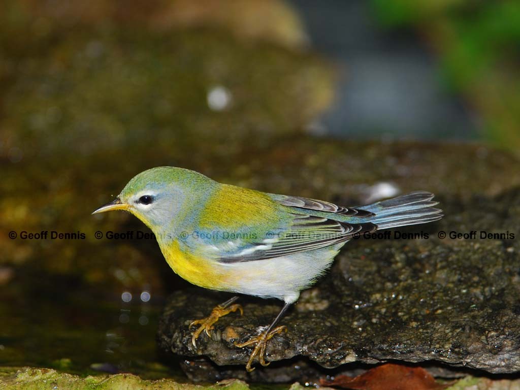NOPA-AJ_Northern-Parula