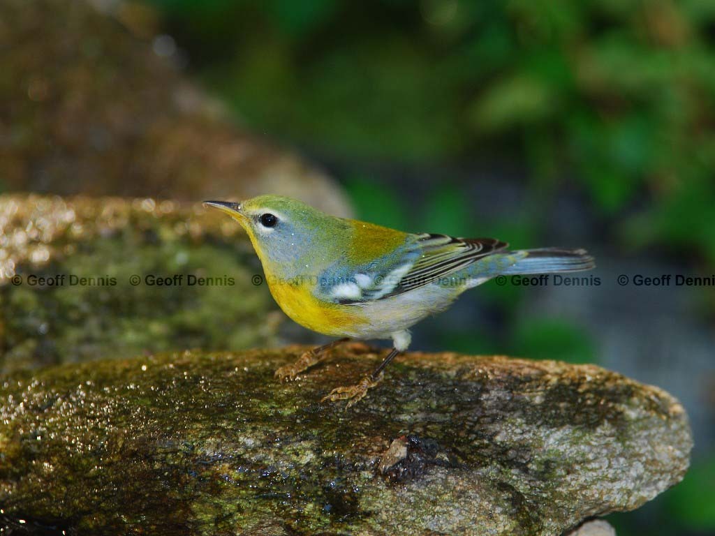 NOPA-AK_Northern-Parula