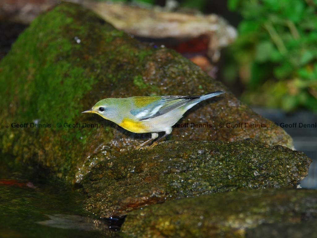 NOPA-AL_Northern-Parula