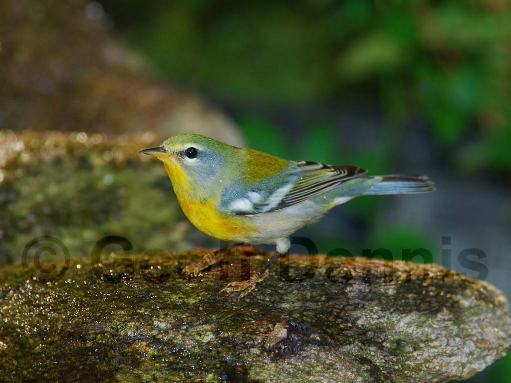 NOPA-AM_Northern-Parula