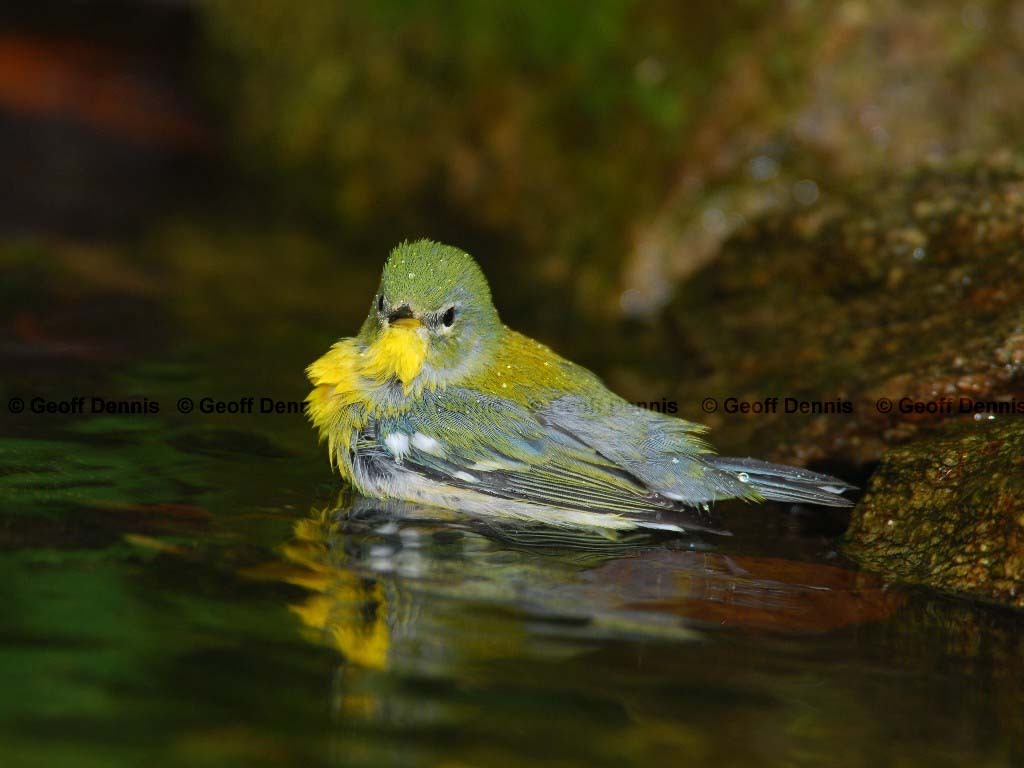 NOPA-AN_Northern-Parula