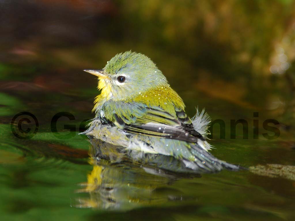 NOPA-AO_Northern-Parula