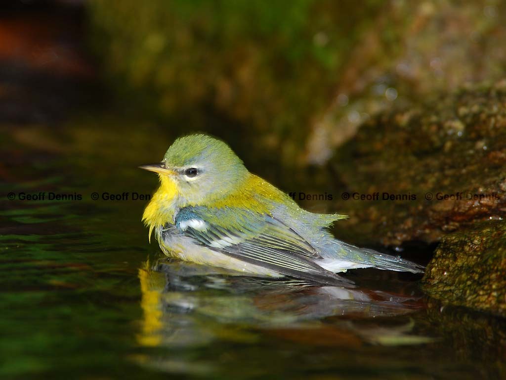 NOPA-AP_Northern-Parula