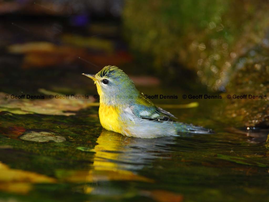 NOPA-AQ_Northern-Parula