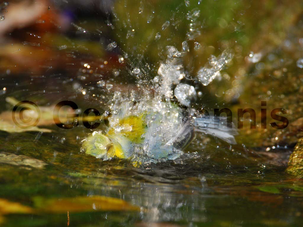 NOPA-AR_Northern-Parula