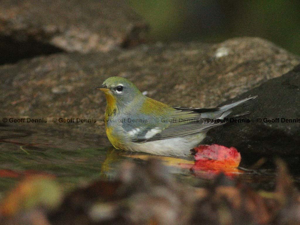 NOPA-AS_Northern-Parula