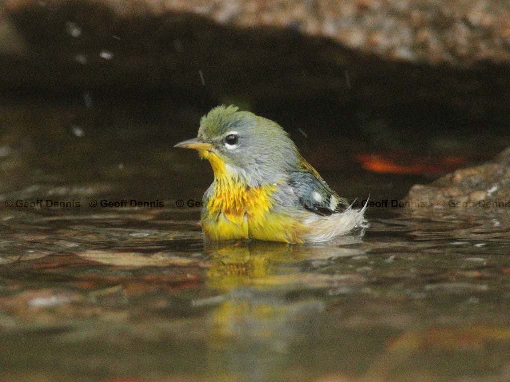 NOPA-AT_Northern-Parula