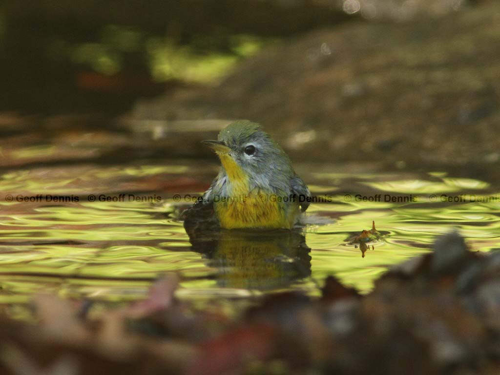 NOPA-AU_Northern-Parula